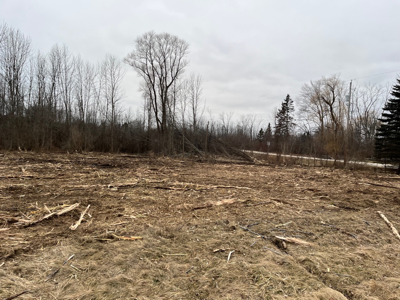 Tree removal service in Jackson, WI